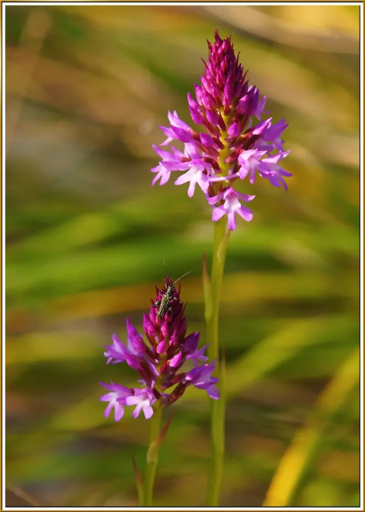 orquídea norte España