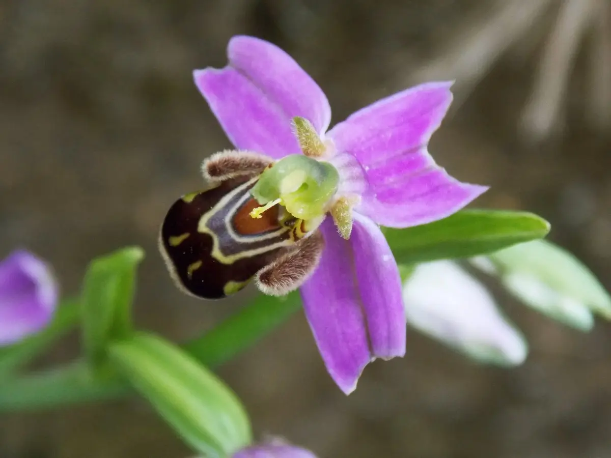 orquídeas Cantabria