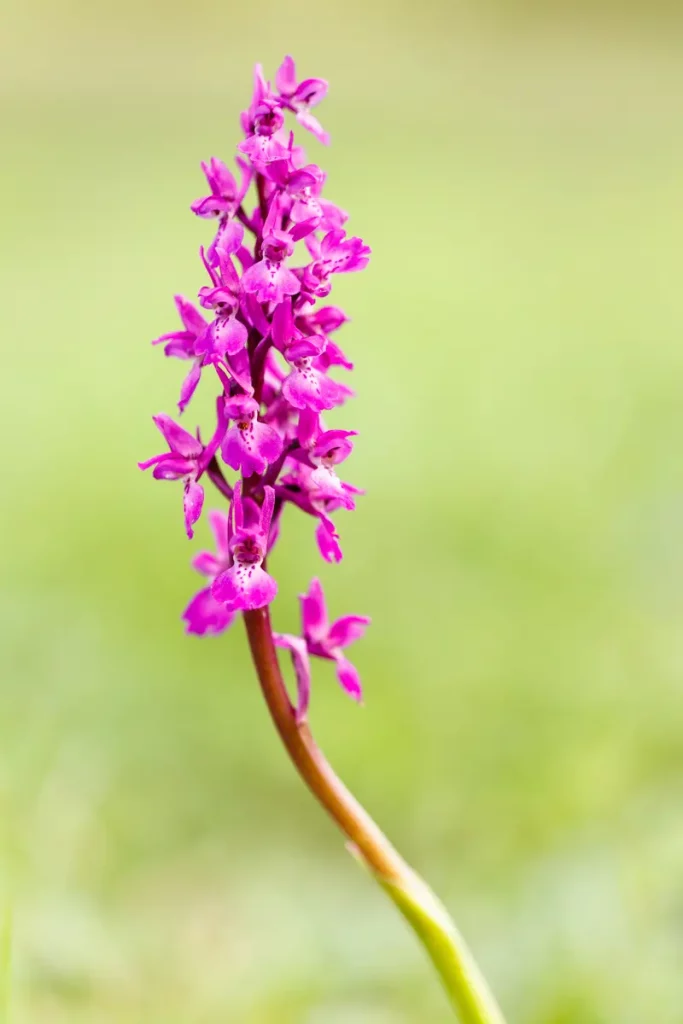 orquídeas en León
