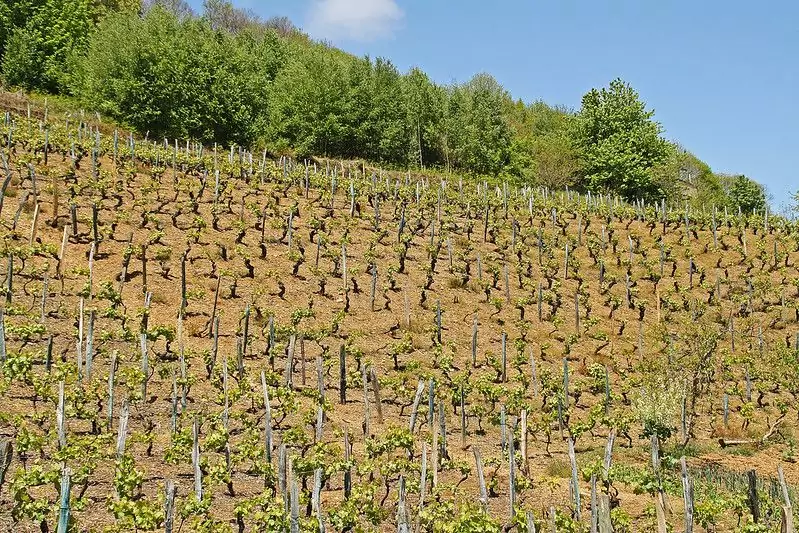 viñedos en cangas de narcea