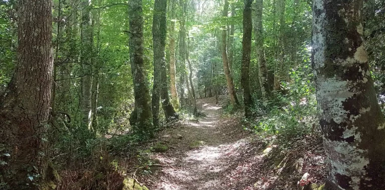 Bosques Encantados De Cantabria Cerca De Santander