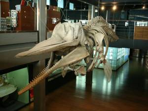 Museo Maritimo De Cantabria