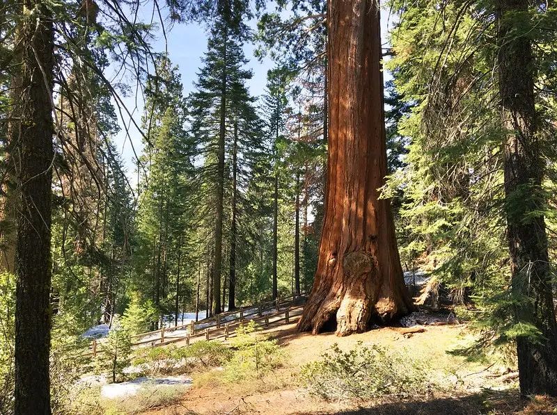 Sequoia National Park En California 