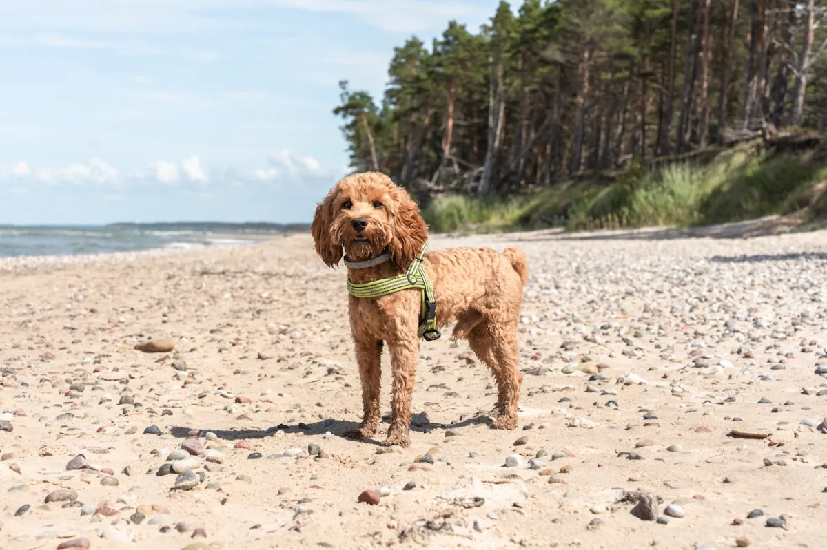 Mejores Playas De Cantabria Para Ir Con Perro