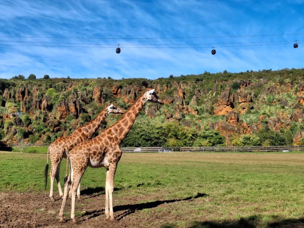 Cabarceno Jirafas 