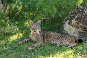 Ver Linces En El Norte De España