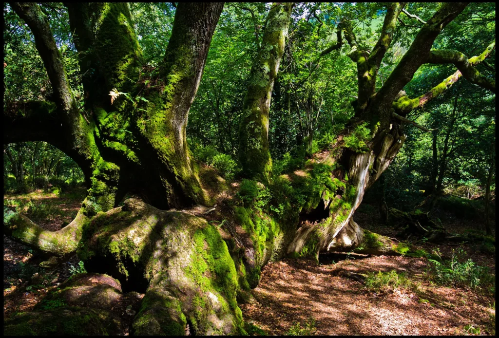 Arboles Jardines Y Bosques Singulares De Cantabria 