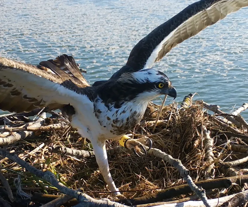Aguila Pescadora